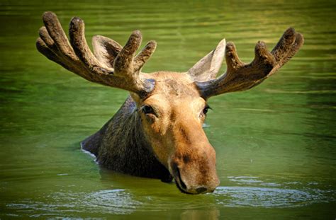 Top Colorado Wildlife Sightings - Vail Colorado - TImberlineTours