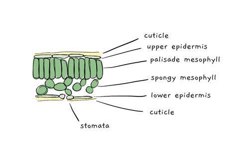 Cuticle In Plants