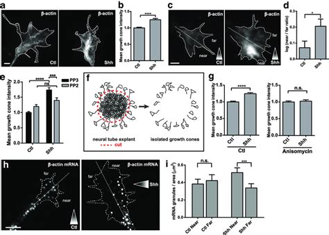 Shh induces local translation of -actin in the growth cone. a, -actin... | Download Scientific ...