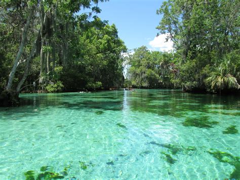 beautiful hidden tropical springs in nature - Google Search | Florida springs, Weekend road ...