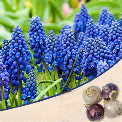 Buy Muscari, Grape Hyacinth Armeniacum (Blue) - Bulbs online from Nurserylive at lowest price.