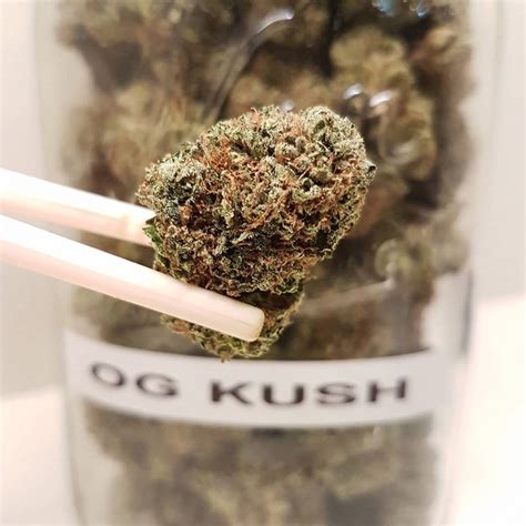 Here's everything you need to know about OG Kush | Grow