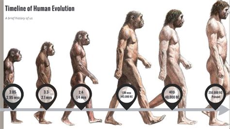 Human Evolution by Aydin Lusher on Prezi