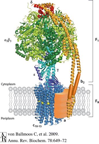 ATP Synthase