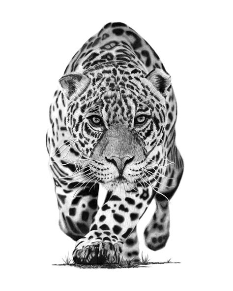 Jaguar (2019) Pencil drawing by Paul Stowe | Artfinder