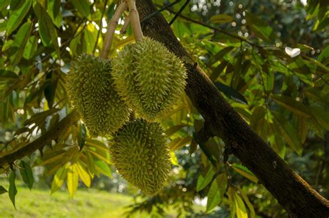 Meet the Durian, a Tropical Fruit You Love or Hate