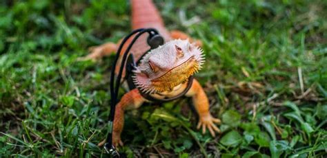 Walking A Bearded Dragon - Is It Safe And How To Do It