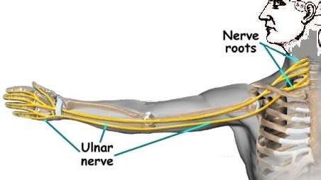 Ulnar Nerve Entrapment - Hometown Family Wellness Center