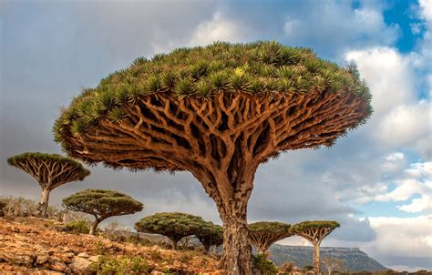 Dragon´s Blood Tree on Socotra island : r/pics