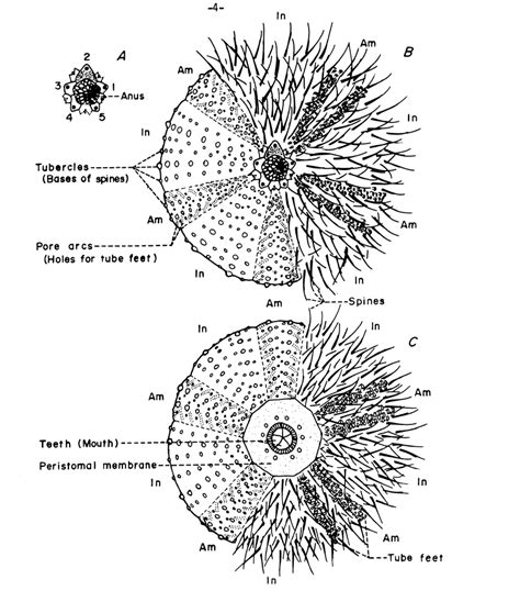 External anatomy of a sea urchin based on a specimen of... | Download ...