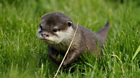 River Otter Wallpapers - Wallpaper Cave