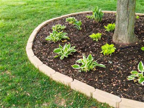 How to Properly Mulch Around Your Trees