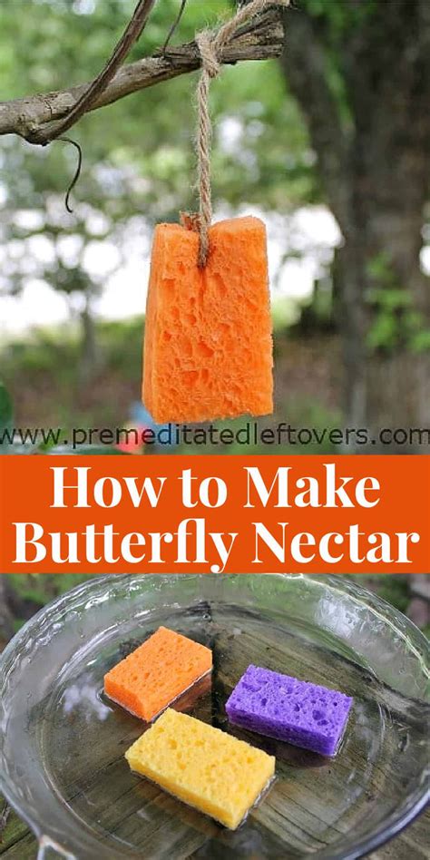 Butterfly Food, How To Make Butterfly, Butterfly Garden Plants, Butterfly Feeder, Simple ...