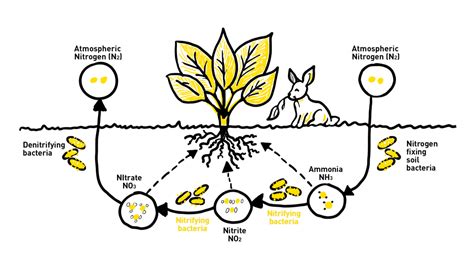 Nitrogen Fixation Cycle