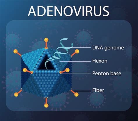 Adenovirus Infection: Causes, Symptoms, Treatment, and Prevention Strategies to Protect Yourself ...