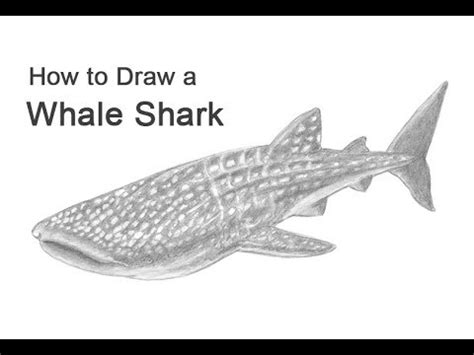 How to Draw a Whale Shark - YouTube