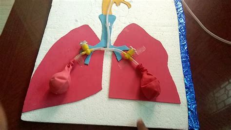 Respiratory System 3D Model Project