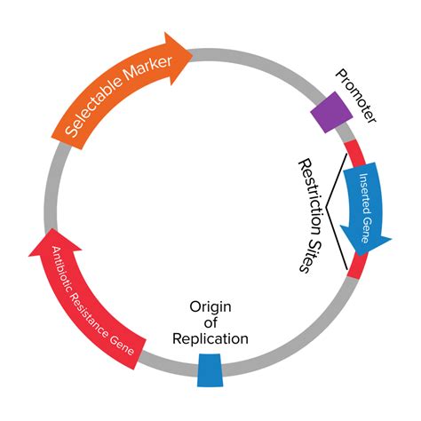 Plasmids 101: What is a plasmid?