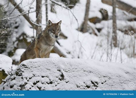 Eurasian Wolf in White Winter Habitat, Beautiful Winter Forest Stock ...