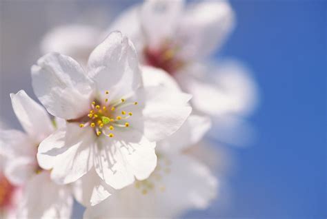 Cherry Blossom Close Up | ubicaciondepersonas.cdmx.gob.mx