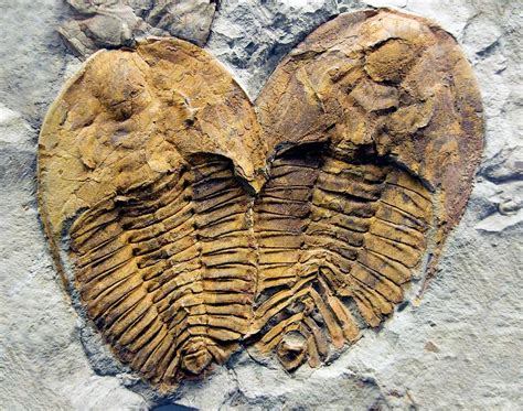 Trilobite Fossils Photograph by Sinclair Stammers/science Photo Library - Fine Art America