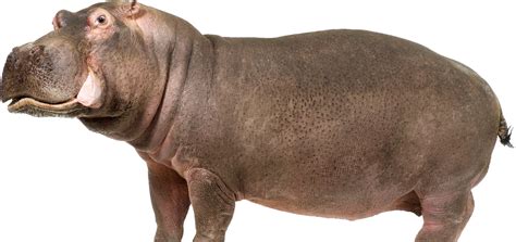 Hippo PNG Transparent Images - PNG All