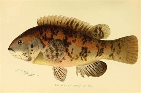 Tautog - Facts, Diet, Habitat & Pictures on Animalia.bio