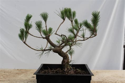 Japanese Black Pine # 215 — Driftwood Bonsai