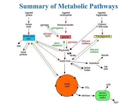 PPT - Summary of Metabolic Pathways PowerPoint Presentation, free download - ID:5627861