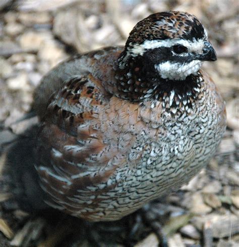 Colinus virginianus (northern bobwhite quail) 1 | Colinus vi… | Flickr