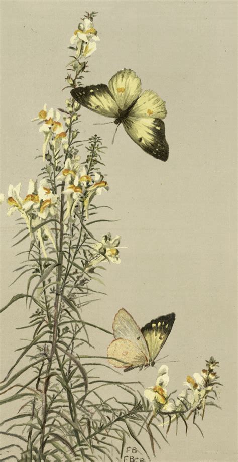 Beautiful Vintage Yellow Butterflies Image! - The Graphics Fairy