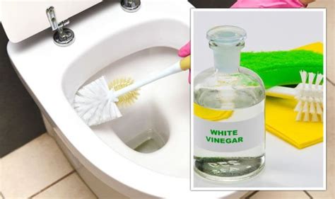 White vinegar cleaning hack - remove toilet bowl stains in 7 steps ...