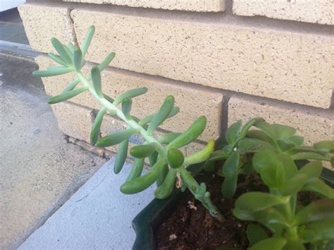 identification - What is this succulent? - Gardening & Landscaping ...