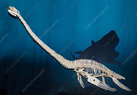 Elasmosaurus - Stock Image - C028/5370 - Science Photo Library