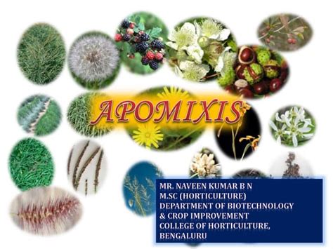 Apomixis in plants | PPT