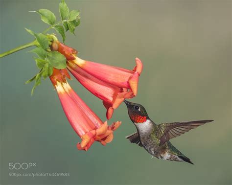 Ruby-throated Hummingbird and Trumpet Vine | Trumpet vine, Ruby ...