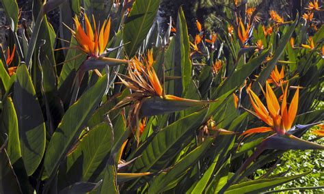 Bird Of Paradise Garden Free Stock Photo - Public Domain Pictures