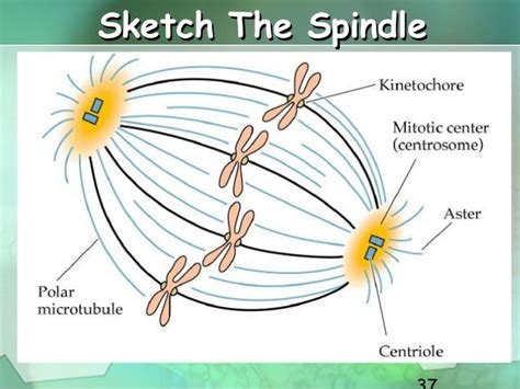 Cell cycle, Mitosis, Meiosis