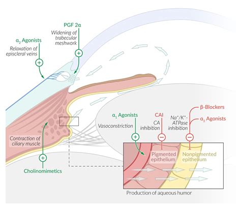 Alpha-adrenergic Agonist Wikipedia, 41% OFF