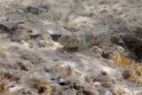 Bonaire Reef - Gobies