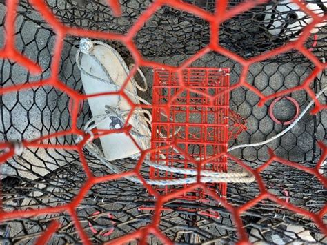 Blue Crab Trapping in Florida - How to Set Up Your Blue Crab Traps