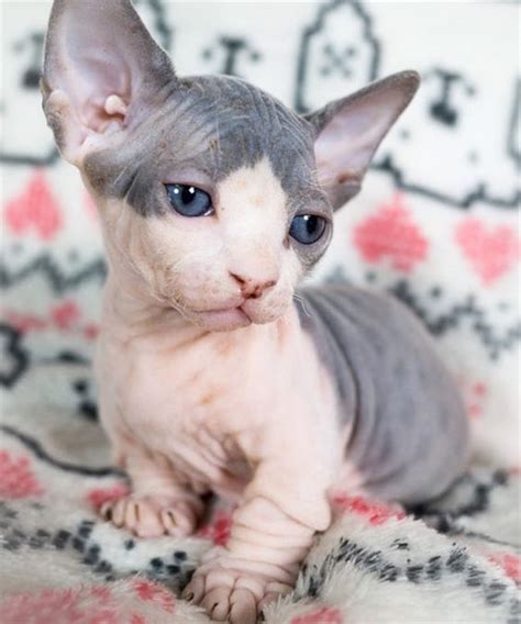 It’s common to think that all hairless cats are a pink color. But the ...