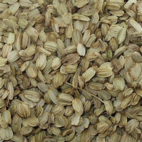 Angelica Archangelica Seeds, एंजेलिका के बीज, एंजेलिका बीज, एंजेलिका सीड - Finear IT Solution ...