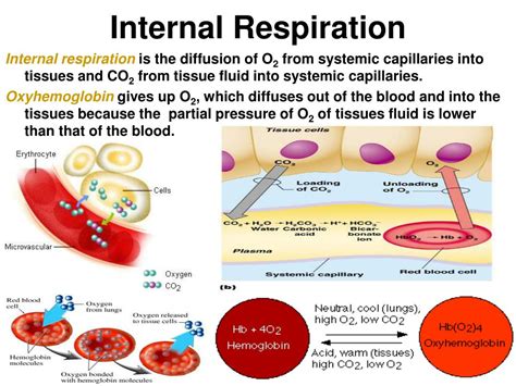 External Vs Internal Respiration - samim