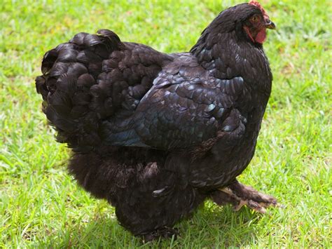 Top 9 Black Chicken Breeds plus Photos