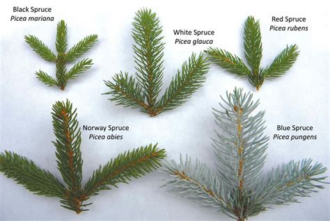 Spruce Up Your ID Skills | Autumn 2011 | Knots and Bolts | Tree ...