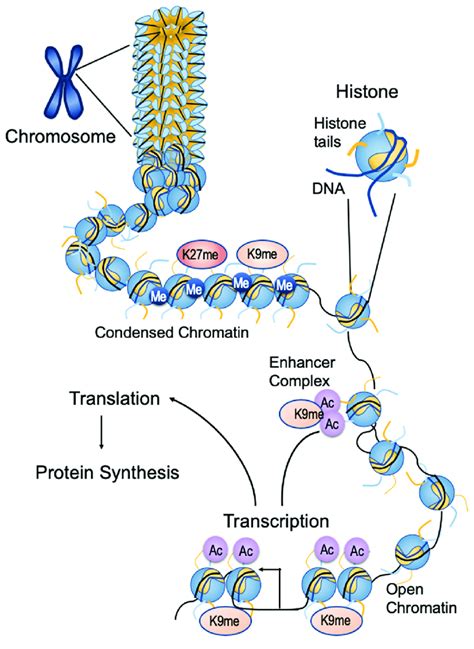 Eukaryotic Chromosome Structure Chromatin Chromatid Dna