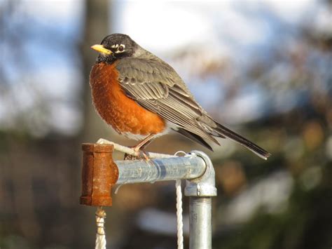 Birds of Raymondale, Falls Church, VA: The American Robin