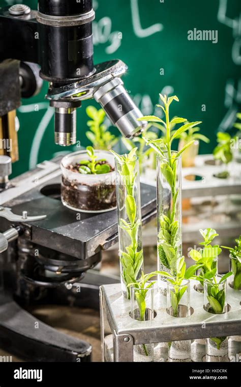 University lab during study growing plants Stock Photo - Alamy