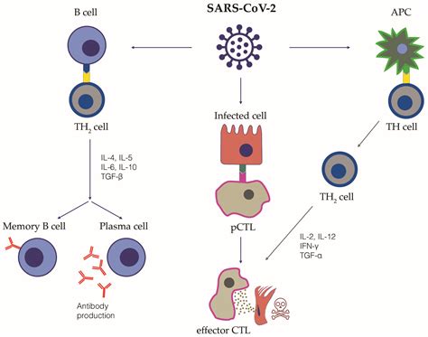 Plasma Cells Immune System